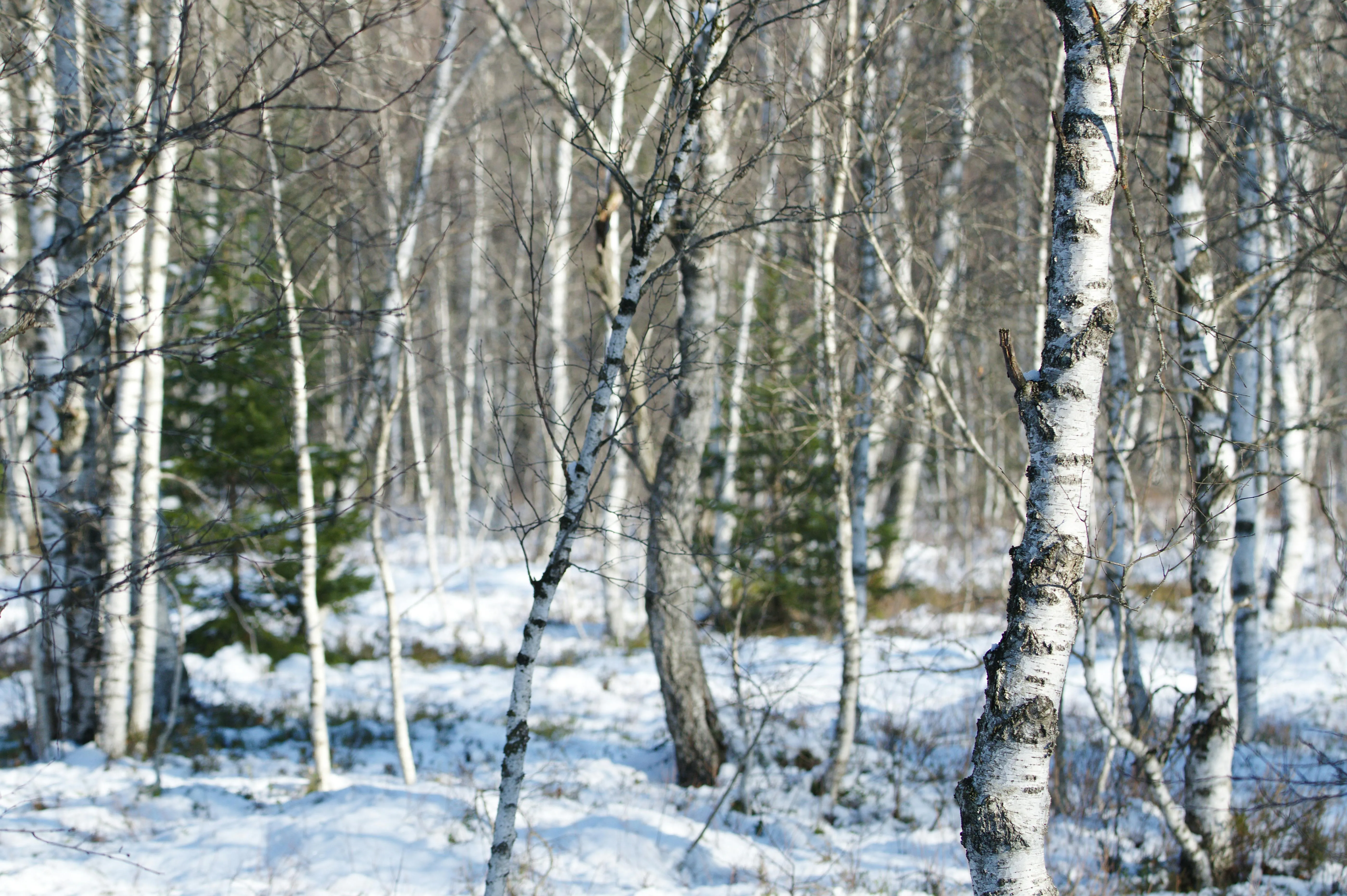 Natural birch trees