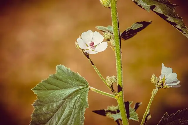 Marshmallow plants